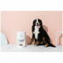Pettecc Petwant 10L Feeder 6973516640548 image NaN