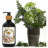 Collette Dinnigan Body Wash Fiori di Bosco Pack BWFDBPK image NaN