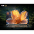 CHiQ 43 Inch QM10 4K QLED Smart Google TV U43QM10 [2025] image NaN