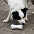 Cheerble 2499 Wickedbone Smart Interactive Dog Toy White image NaN