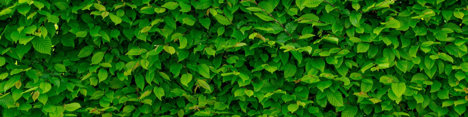 Outdoor Home Maintenance Buying Guide
